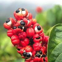 Guarana Seed